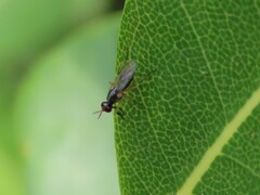 Anaphalantus longicornis