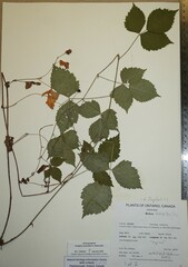 Rubus steelei