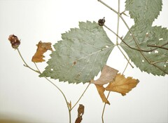 Rubus steelei