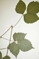 Rubus steelei