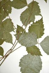 Rubus steelei