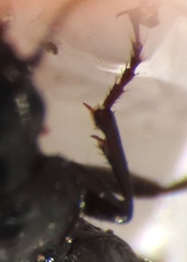 Platyninae