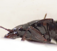 Platyninae
