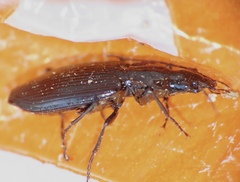 Platyninae