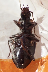 Platyninae