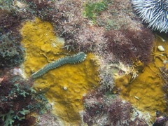 Hermodice carunculata