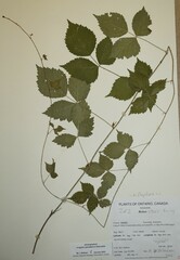 Rubus steelei