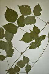 Rubus steelei