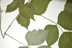 Rubus steelei