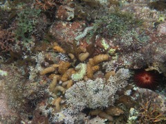 Isaurus tuberculatus