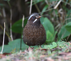 Trochalopteron morrisonianum