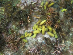 Isaurus tuberculatus