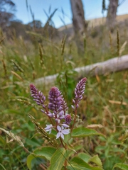 Veronica derwentiana