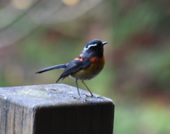 Tarsiger johnstoniae