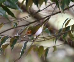 Abroscopus albogularis