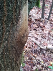 Thaumetopoea processionea