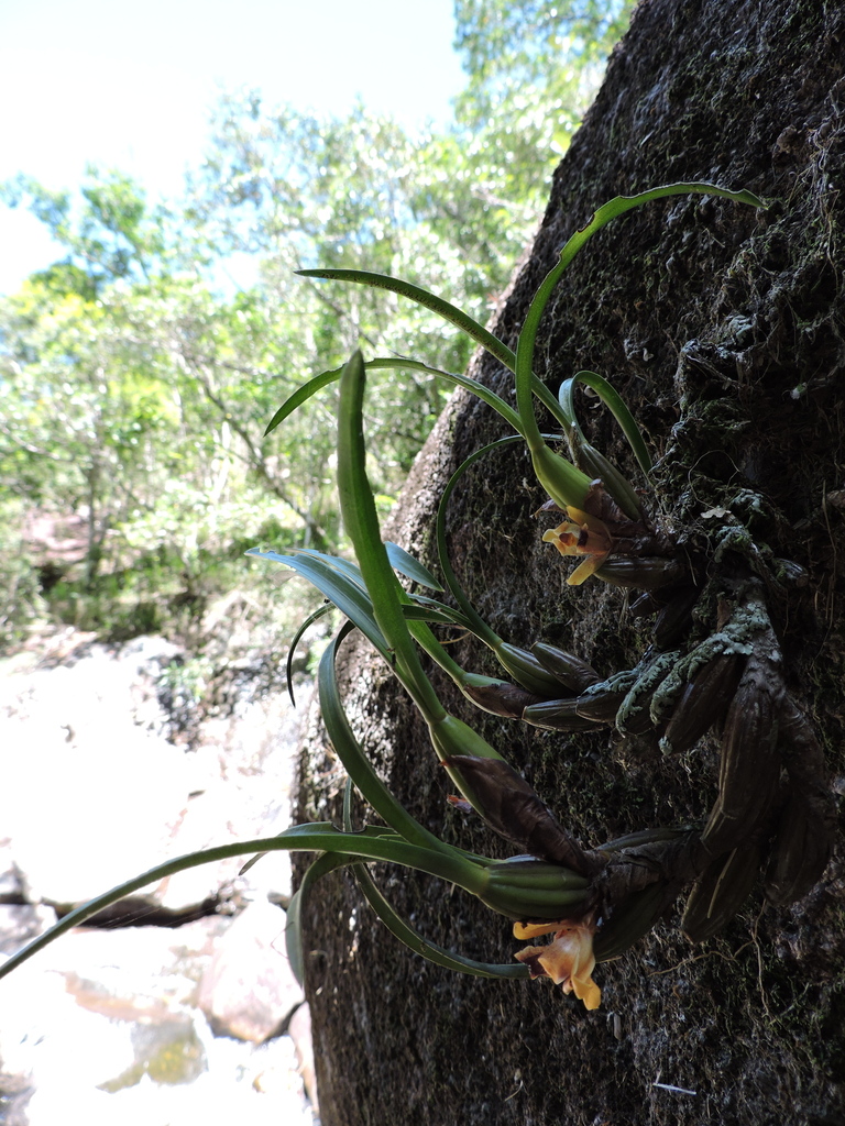 Maxillaria subulata