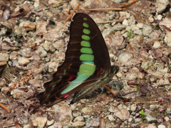Graphium sarpedon nipponum
