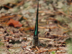 Graphium sarpedon nipponum