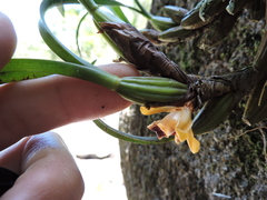 Maxillaria subulata