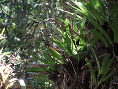 Vriesea vagans