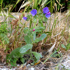 Echium plantagineum