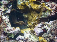 Gymnothorax miliaris