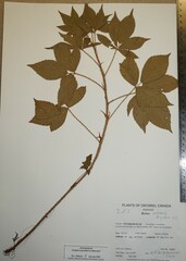 Rubus setosus