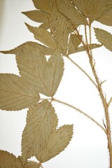 Rubus setosus