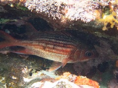 Neoniphon vexillarium