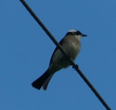 Pycnonotus sinensis formosae
