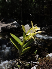 Epidendrum pseudodifforme