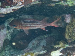 Neoniphon vexillarium