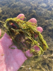 Chara vulgaris