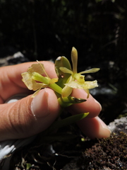 Epidendrum pseudodifforme