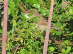 Acrocephalus scirpaceus baeticatus