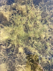 Chara vulgaris