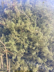 Chara vulgaris