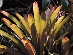 Vriesea platynema variegata