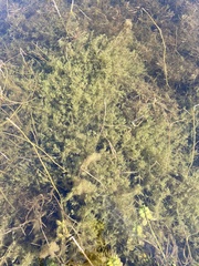 Chara vulgaris