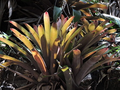 Vriesea platynema variegata