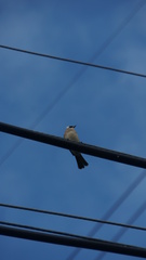 Pycnonotus sinensis formosae