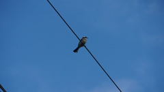 Pycnonotus sinensis formosae