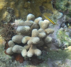 Porites porites