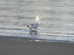 Larus argentatus
