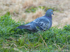 Columba livia domestica