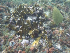 Millepora squarrosa
