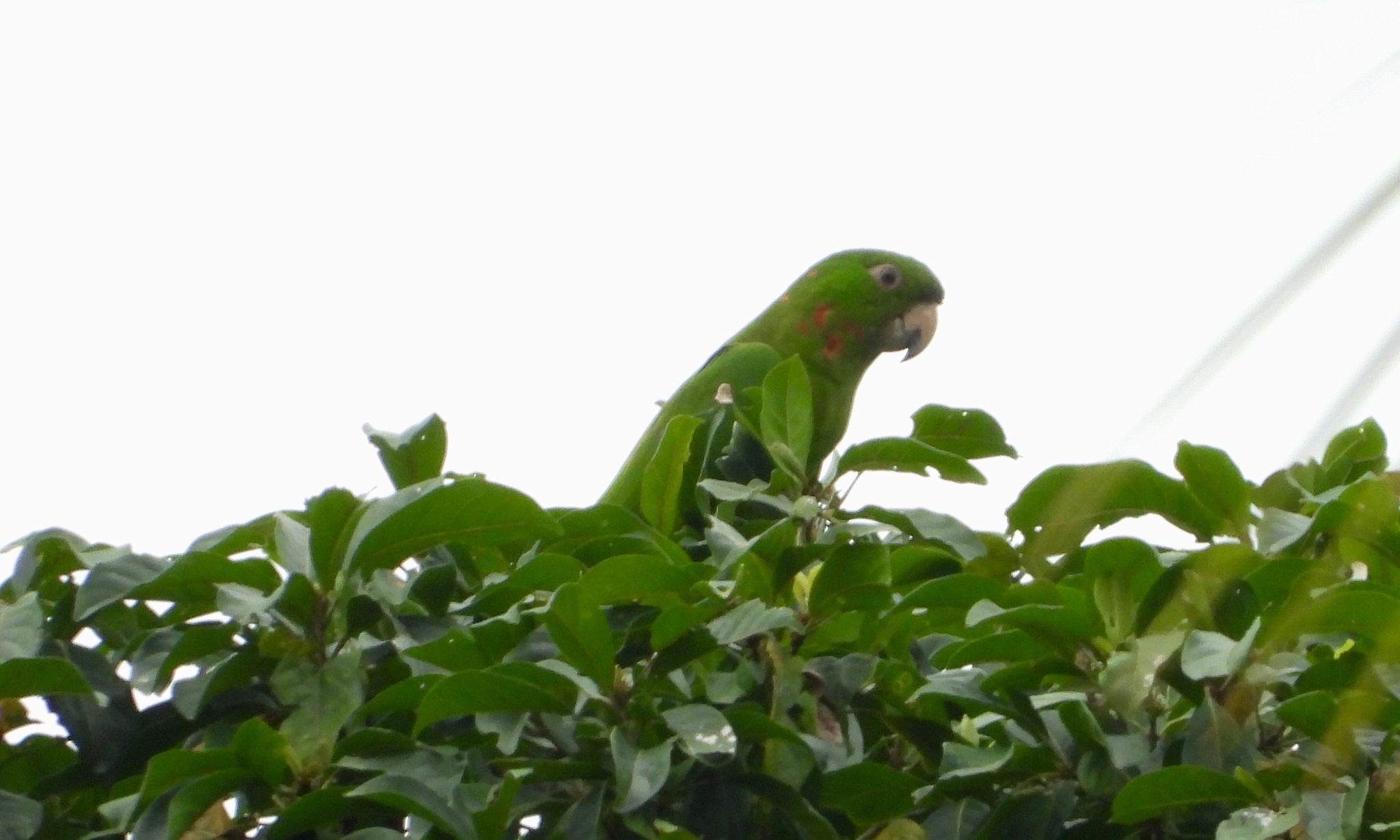 Pacific Parakeet illustration
