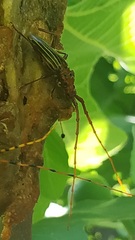 Chydarteres striatus