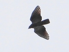Chondrohierax uncinatus
